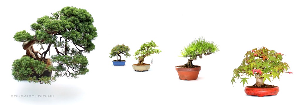 kulteri bonsai vasarlas boroka fenyo pinus lombhullato es orokzold bonsajok a marczika bonsai studio kinalatabol